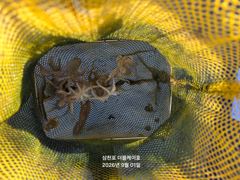 [사천] 삼천포 주꾸미,갑오징어 실시간조황! 사진