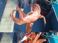 "" 돌문어 ""   건지러갑니다.(내일예약가능)