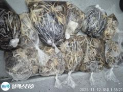 [사천] 물때,날씨 최상~ 오늘오후 야간문어 콜~ 사진
