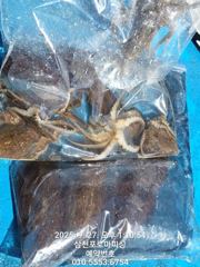 (문어)삼천포권 꾸준히 5일 주꾸미 갑오징어 출동~로마피싱(3일 예약) 사진