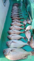 [거제] (참돔)6짜5짜~4짜떼고기 연일 타작 싹쓰리 성공~대어2호(3일…