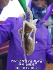 9월 2일 쭈꾸미 최종조항~☆ 사진