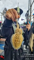 메가호9월2일쭈꾸미조황 사진