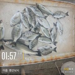 [포항] 9/2돌문어 느나느나!