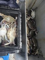 쭈갑문어조황 글만 보기