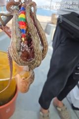 [사천] 돌문어 내일오전10시출조확정 자리여유 사진