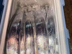 [진해] [내만갈치] 씨알 마릿수좋아지고~!! 금요일 / 토요일 예약가능…