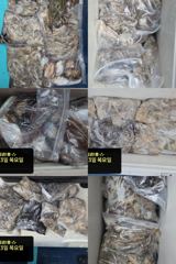 오늘의 조황 - 9/3 [홍원항 영진낚시] <시실리호> 쭈 & 갑 출조 조황 입니다 ~ ! ! - 홍원영진낚시,배낚시,선상낚시 사진