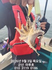 9월 3일 쭈꾸미 최종조항~~-☆ 사진