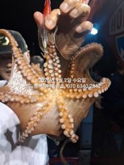 [군산] 3일 주간 홈런호 쭈꾸미 18명 마루리 조황 사진