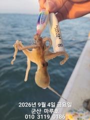 9월 4일  군산 마루호 쭈꾸미 실시간 조항 ~ ☆ 사진