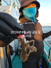 9/4일, 재미있는 군산주꾸미~ 오늘도 나오고 있어요~점점 좋아지는 쭈꾸미조황~군산 나드리호 사진