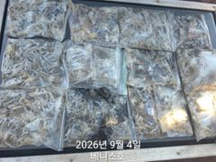 군산 베니스호 주꾸미조황 2026.9.4 사진
