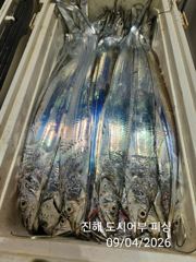 4일새벽 우~와 씨알큰 내만갈치 퍼~ 담았어요~!! 일요일부터 예약가능
