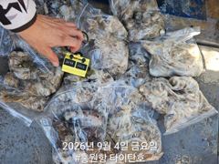 오늘의조황 - [홍원항타이탄호] 9월4일(금) 쭈꾸미 낚시 4일차 조황!! - 홍원항 블랙펄호,배낚시,바다낚시,광어 다운샷, 참돔 타이라바, 백조기, 주꾸미, 갑오징어, 우럭 사진