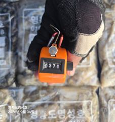 9월4쭈갑(장원☆370) 사진