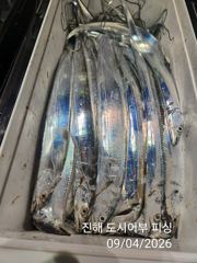 [진해] 씨알큰 내만갈차 전원 쿨러 빵빵~퍼~담고~!! 일요일부터 예약가… 사진