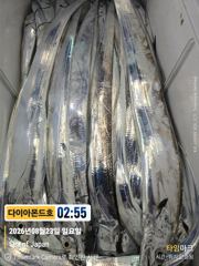 [진해] 내만갈치! 오늘 라스트 6자리! 전화주세요~ 사진