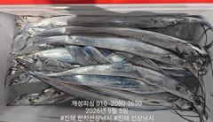 [진해] 내만 갈치 텐빈 은빛 갈치 마릿수 조황 오늘 무조건 출항 자리여… 사진