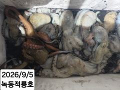 금일 조황 올려드려요 사진