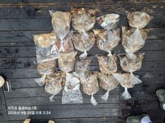 9.5일 토요일 쭈꾸미 철수조황입니다. 사진