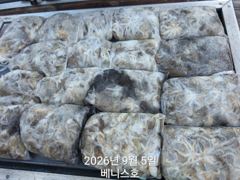 군산 베니스호 주꾸미 굿!조황(갑이소식도~) 2026.9.5 사진