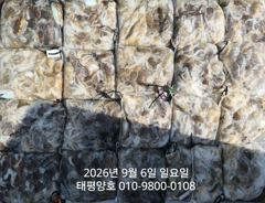9월 06일 일요일 주꾸미 마무리 조황 입니다. 사진