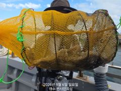 9월 6일 쭈꾸미 조황 사진