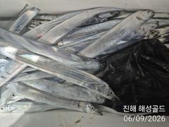 [진해] 내만갈치 남 여 어린이누구나 함께 손맛입맛 월 화 수예약가능