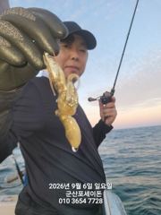 ♦♦포세이돈호⇒군산 쭈꾸미 조황 9.6 사진