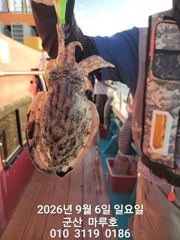 9월 6일 군산마루호 쭈꾸미 최종조항~☆ 사진
