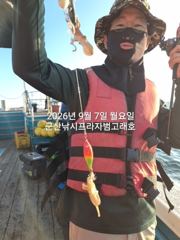 7일, 군산쭈꾸미~오늘은 날씨 굿~나오고 있어요~실시간~내일 주간문어갑니다~~~군산낚시프라자 범고래호 사진