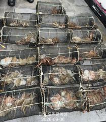 야간문어!덩어리급 포함 잘 올라왔습니다~오늘예약가능 사진
