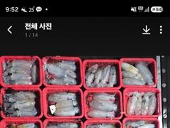 욕지권 무늬오징어 9/7 새벽 철수조황! 187수!오늘자리18시출항~ 사진