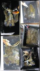 (여수 드림스타)기상좋아지는 금요일부터 왕갈치사냥나갑니다. 사진