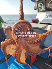 실시간 조황 - 7일,주간 왕문어 평균 싸이즈 부쩍커졌다~진짜 해볼만 합니다~10분 대박~싸이즈 굿, 마릿수 굿~내일부터 본격출조합니다~~~군산낚시프라자 챔피언호 사진