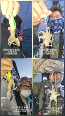 9월7일-쭈꾸미 굿굿굿 조황