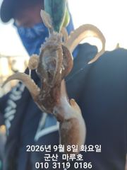 9월 8일 쭈꾸미 실시간 조항 ~ ☆ 사진