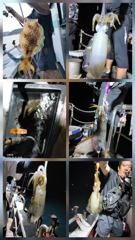 (여수 드림스타)왕갈치사냥 나갑니다. 자리여유 많아요 사진