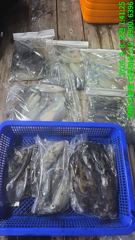 [진해] 무늬팁런 조황및 오늘자리여유 사진