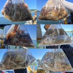 [사천] 8일)쭈꾸미 마리수 좋습니다. 시즌초반 꾸준한 조황 손맛,입맛 … 사진