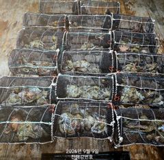 (문어)반피딩에 연타~15수 장원 덩어리들 속출 강민호(오늘 예약) 사진