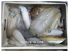 [마산] 진동(광암호)감성돔.문어 출조합니다