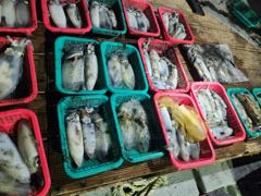 [거제] (무늬오징어)가조도 구석구석 마릿수 뽑고 또 뽑고~대동낚시(오늘… 사진