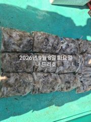 9일,날마다 쏟아지는 대광어~참돔,우럭등~12분출조~갑판에 쫘~악 깔아 봅니다 ~내일도 출조~군산낚시프라자 범고래호 사진