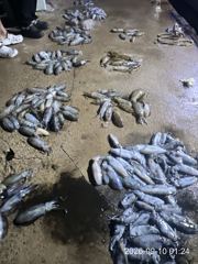 [거제] 가조도권 돌물어 본격시즌 시작!!! 키로급들 막 올라탑니다~!!…