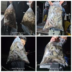 (南)남해조황 - 무늬 오징어] 20수 18수 17수 등등 마릿수 좋고 (오늘 금 토 일 예약가능) 사진
