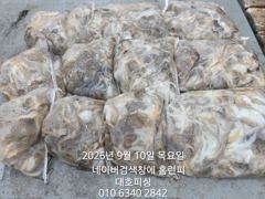 군산 대호피싱 쭈꾸미 대박 11분 모시고 사리 물때에도 잘 나오네요 사진