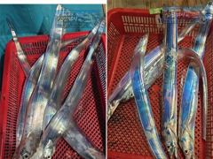 실시간조황정보 - [최남단 나로도 출항]『꽁치썰어제공』대갈치 평균3~4지!!, 다음주 자리여유 [초대형신조선! 최단거리! 김선장 010.4848.0776] - 고흥 삼산낚시