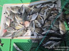 찌낚시조황 - 12일(토)구이용 감성돔 흘림낚시출조합니다 사진